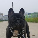 에찌