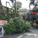 소나무캠핑 이미지