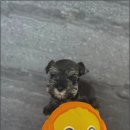 광주 강아지분양 고양이분양 어반펫 광주본점 이미지