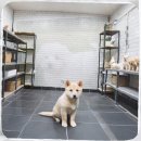 꼬리치는강아지 | 인천 동구 강아지분양 고민 20평 아파트에서 두 마리 암컷 강아지 키우는 진짜 후기