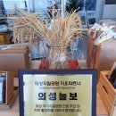 의성늘보