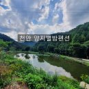 광덕가족단체 모이기 좋은 독채 천안수영장펜션 양지별밤펜션