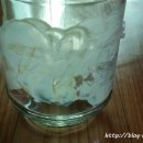 달달한레몬청 이미지