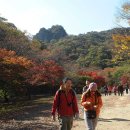 내장산단풍, 익산천만송이 국화축제 참관 이미지