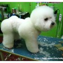 프린세스 애견 이미지