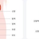 소변거품 (거품뇨,오줌거품) 원인 단백뇨? 이미지