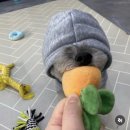 아름다움이 티가나다 티나 | 강아지옷 추천 | 재질 좋고 가격 착한 강아지옷 쇼핑몰 줄리펫 후기