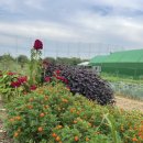 소희농장 이미지