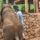 웃기는코끼리