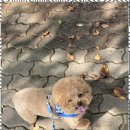 포블포블 이미지