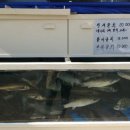 깔끄미횟집&참치