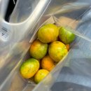 제주귤낭농원