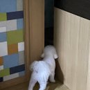 뽀송 펫 살롱 이미지