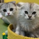 힐링 펫 카페 이미지