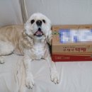 쉬었다가개 이미지