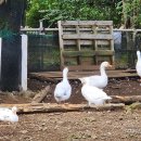 구유목장 이미지