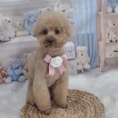 사월의 그루밍 이미지