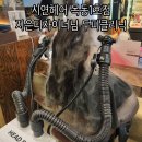 민트1호점 | 시연헤어 목동1호점 지은 디자이너님 두피크리닉 후기