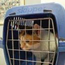 안산동물병원 이미지