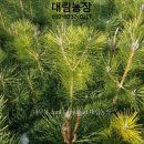 해송농장 이미지