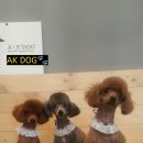 AK DOG 이미지
