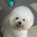 성성동 퍼피썬 애견미용실