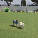 털로덮인친구들 달서점 | 서울 야외 애견카페 운동장 털로덮인친구들 펫파크 목동점 추천 후기