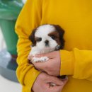 대구강아지분양 테디럽 이미지