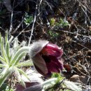 시암농장 이미지