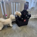 까까줄개 이미지