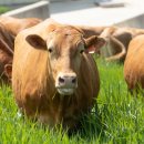 수리한우농장 | [한우 비육의 함정] 사료통은 싹싹 비우는데 왜 살이 안 찔까요? 농장 수익을 갉아먹는 '과식의 저주'