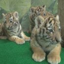 제비농장 이미지