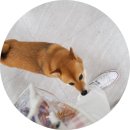 펫몽드/카페드봉