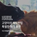 미드미 동물의료센터 네이버블로그