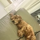 샤방샤방 | 현풍 샤방샤방🐶