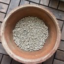 초보식물 집사들을 위한 홈가드닝 | 벌레잡이제비꽃 키우기｜아프로디테·에셀리아나 뿌리파리 억제 효과와 재배 기록