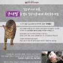 길고양이의 최후,'구내염'을 앓는 길냥이들에게 희망을 주세요 D-10 이미지