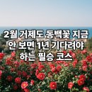 나의 행복한 숲정원(이론과 답사) | 거제도 외도 보타니아 2월 여행 필수 가이드 동백꽃 절정 시기 확인