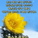 🌷희망찬 춘삼월 🌷 이미지