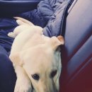 양평가축병원