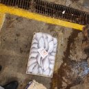 부산시수협자갈치수산물위판장 | 부산 현지인이 기록한 새벽 바다 냄새, 자갈치 고등어 어판장시장 사람들의 치열한 하루