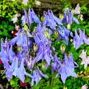 정족1리 이미지