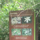 완도호랑가시나무 가로수길 | 완도 가볼만한 곳/ 완도 난대림 수목원/가시가 안보이는 완도호랑가시나무는 완도에서 발견된 자연...