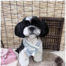 엔젤라독