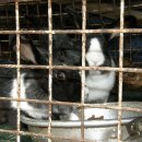 선비농장 이미지