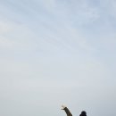 춘장대 해수욕장 Daum카페