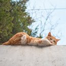 행복한 고양이 이미지