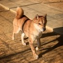 시바견 전문 가도켄넬 이미지