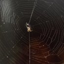 [시(詩)와 사색] 거미줄(중앙SUNDAY) / [빛명상] 왕거미 이미지