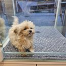 하이멍냥 강아지분양 고양이분양 서울본점 이미지